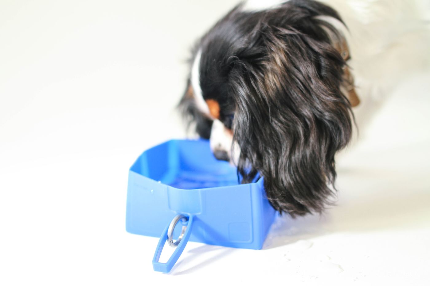 Dog drinking from an open Foldabowl
